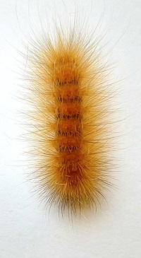 Spilosoma virginica