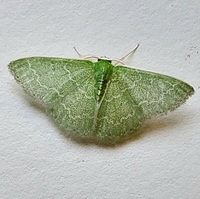 Synchlora frondaria