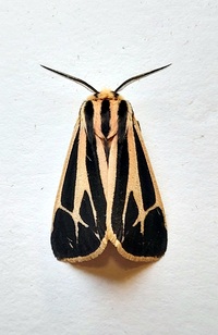 Apantesis phalerata