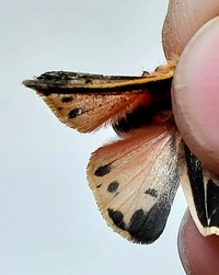 Apantesis phalerata