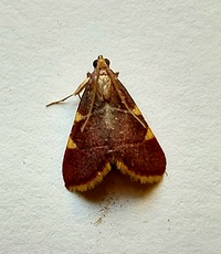 Hypsopygia olinalis