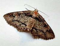 Zale phaeocapna
