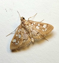 Diastictis baccatalis