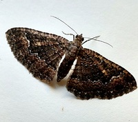 Disclisioprocta stellata