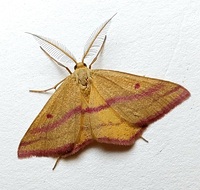 Haematopis grataria