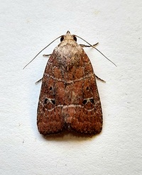 Elaphria grata