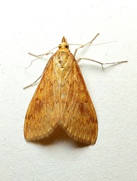 Ostrinia penitalis