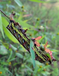 Eumorpha fasciatus