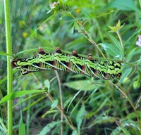 Eumorpha fasciatus