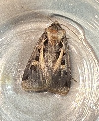 Feltia herilis