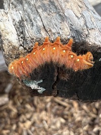 Eacles imperialis
