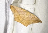 Prochoerodes lineola