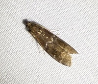 Euzophera ostricolorella