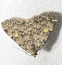 Idia aemula
