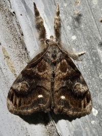 Orgyia definita