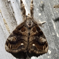 Orgyia definita