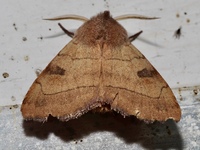 Choephora fungorum