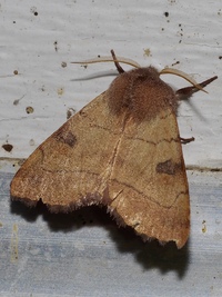 Choephora fungorum