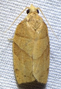 Pandemis lamprosana