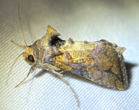 Argyrogramma verruca