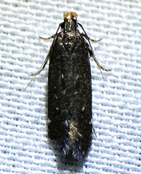 Aroga trialbamaculella complex