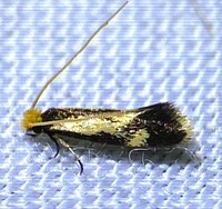 Isocorypha mediostriatella