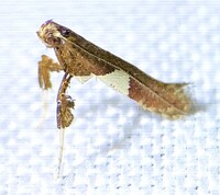 Caloptilia stigmatella
