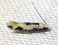Mea bipunctella