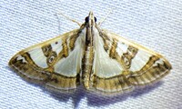 Glyphodes pyloalis