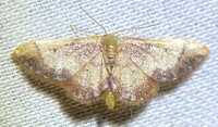 Idaea demissaria