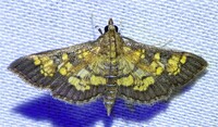 Diacme adipaloides