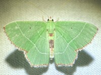 Nemoria saturiba