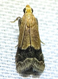 Eulogia ochrifrontella