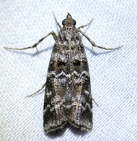 Dioryctria amatella