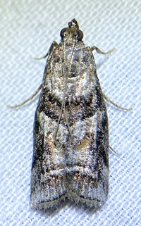 Dioryctria clarioralis