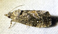 Gymnandrosoma punctidiscanum