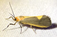 Cisthene plumbea