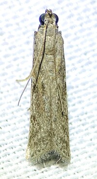 Phycitodes mucidella