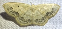 Scopula limboundata