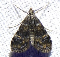 Elophila obliteralis