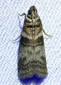 Sciota uvinella