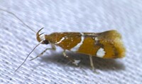 Promalactis suzukiella