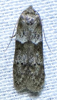 Blastobasis glandulella