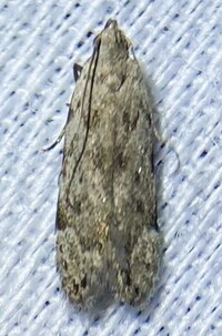 Anacampsis conclusella