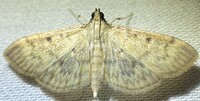 Herpetogramma fluctuosalis
