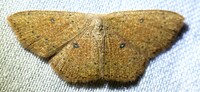 Cyclophora packardi