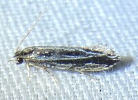 Nemapogon rileyi 