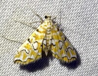 Elophila icciusalis