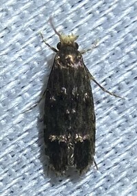 Homosetia unidentified species