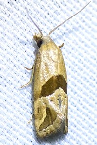 Eugnosta sartana